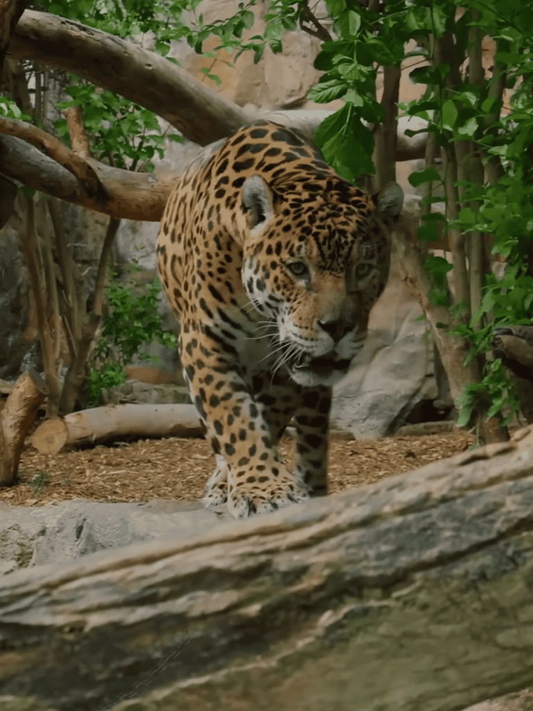 Vivid image of a jaguar walking through lush forest, showcasing wild animal behavior and stunning nature scenery.