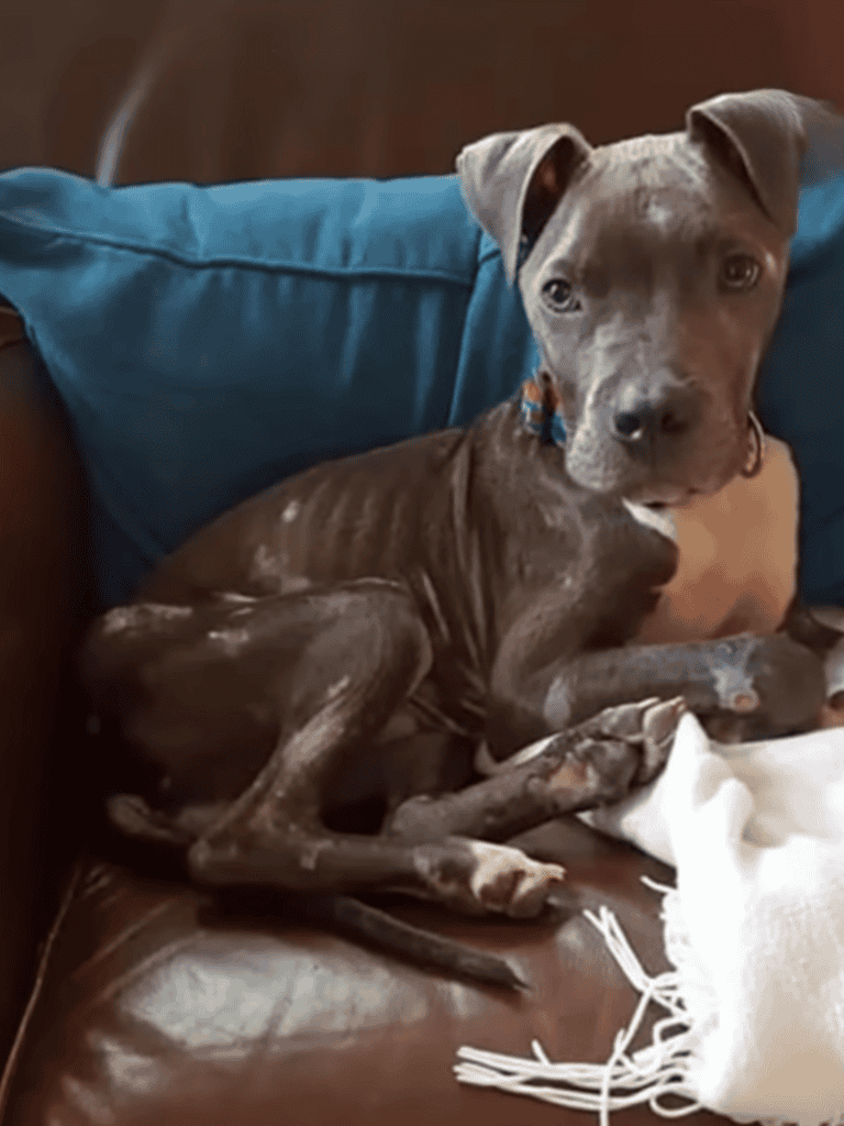 Dogfix.com rescue dog on brown leather couch with blue cushion, looking at the camera.