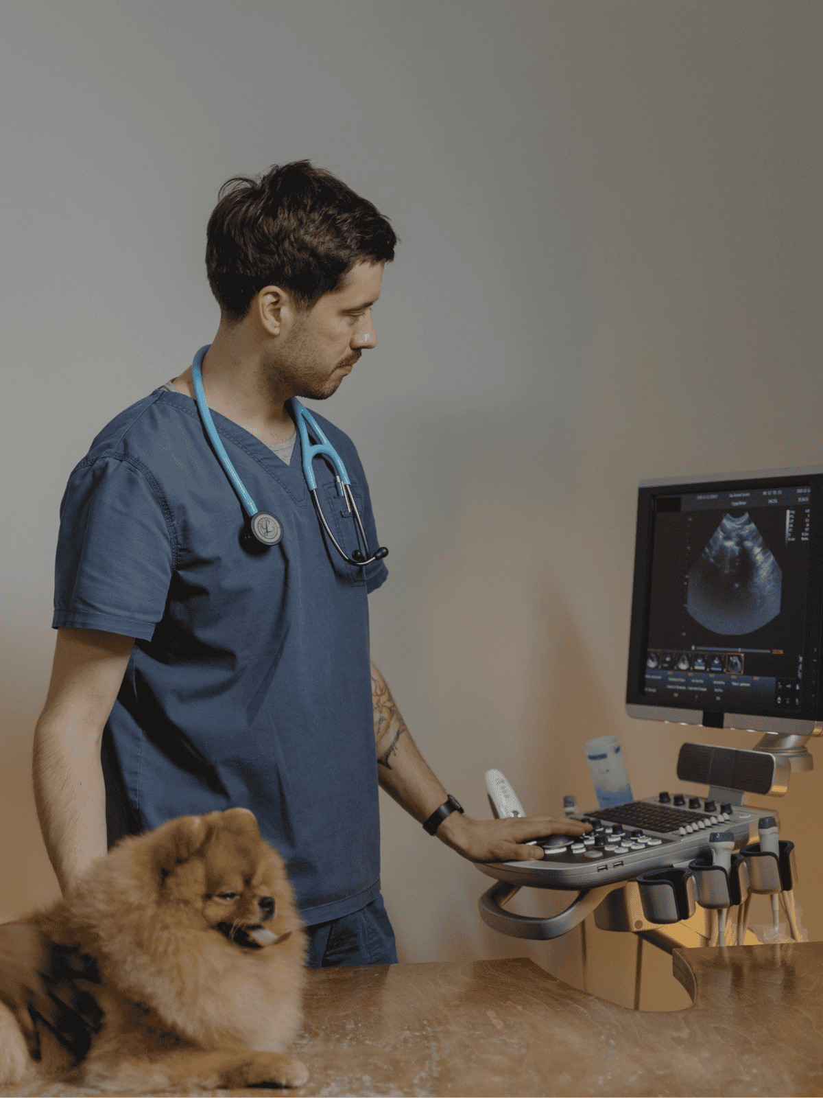 Vet with ultrasound dog and veterinarian healthcare.