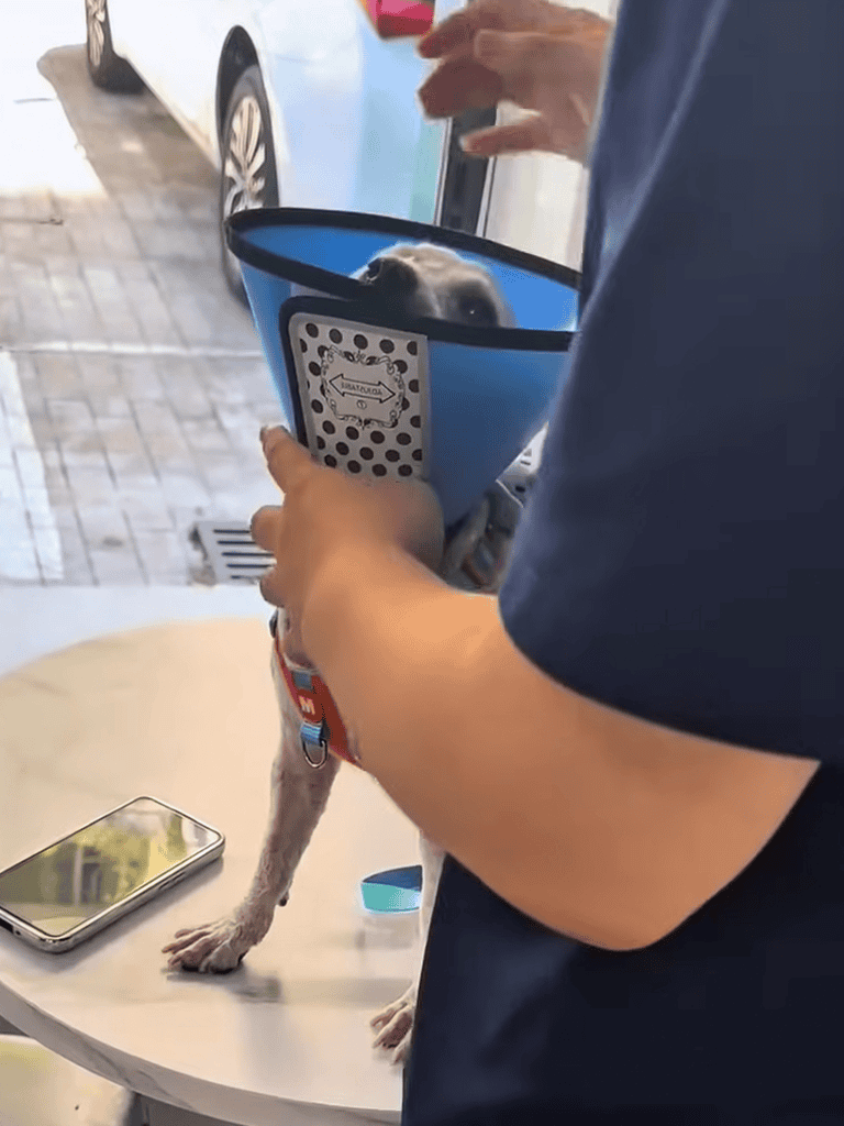 Dog feeding puzzle with treat dispenser for dogs.