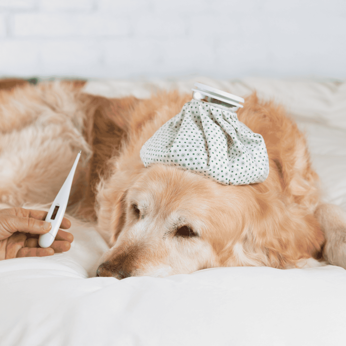 Dog lying on bed with a hot water bottle on its head, displaying potential illness.