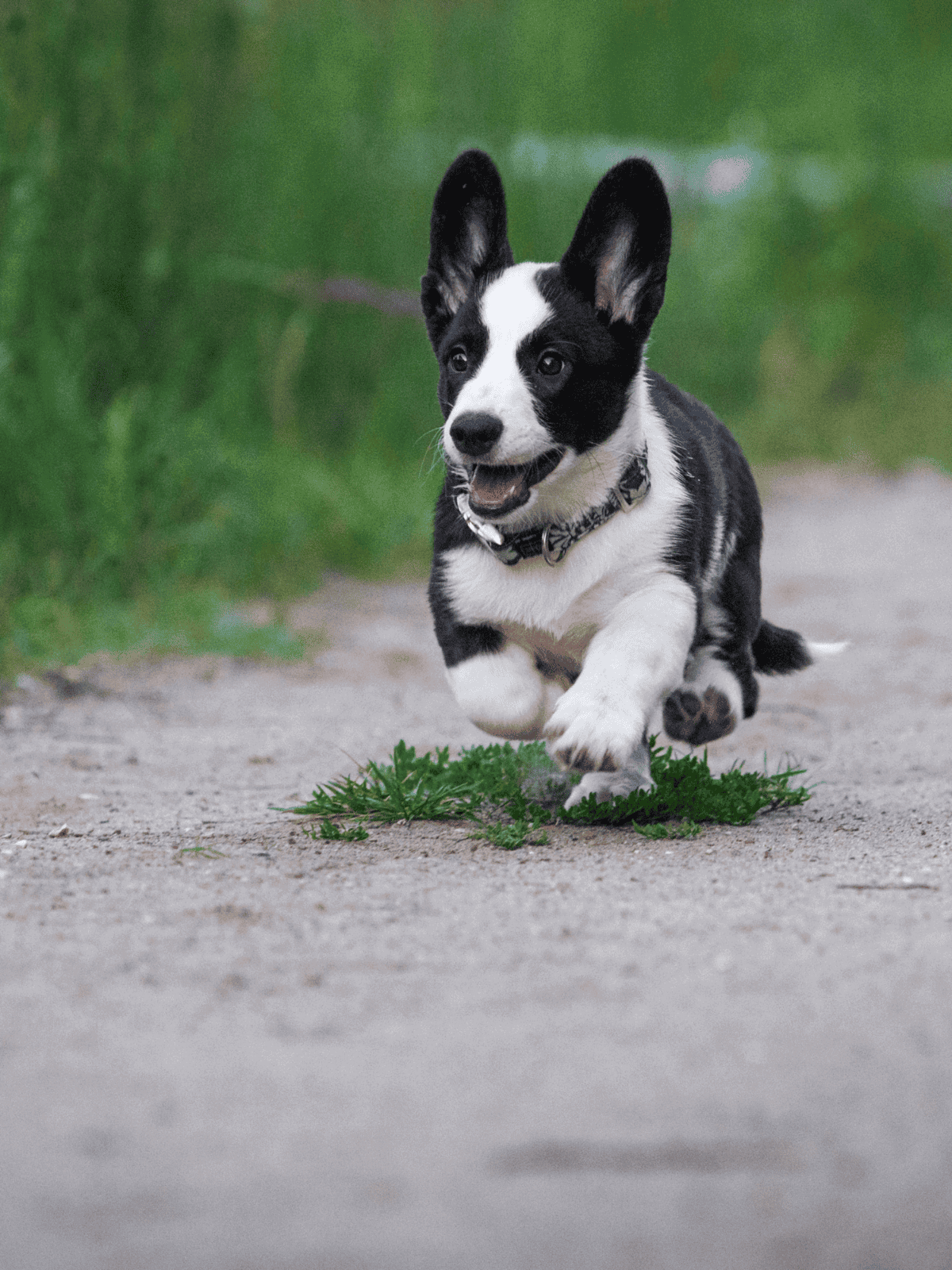 Adorable black and white puppy chasing along a trail in nature.
