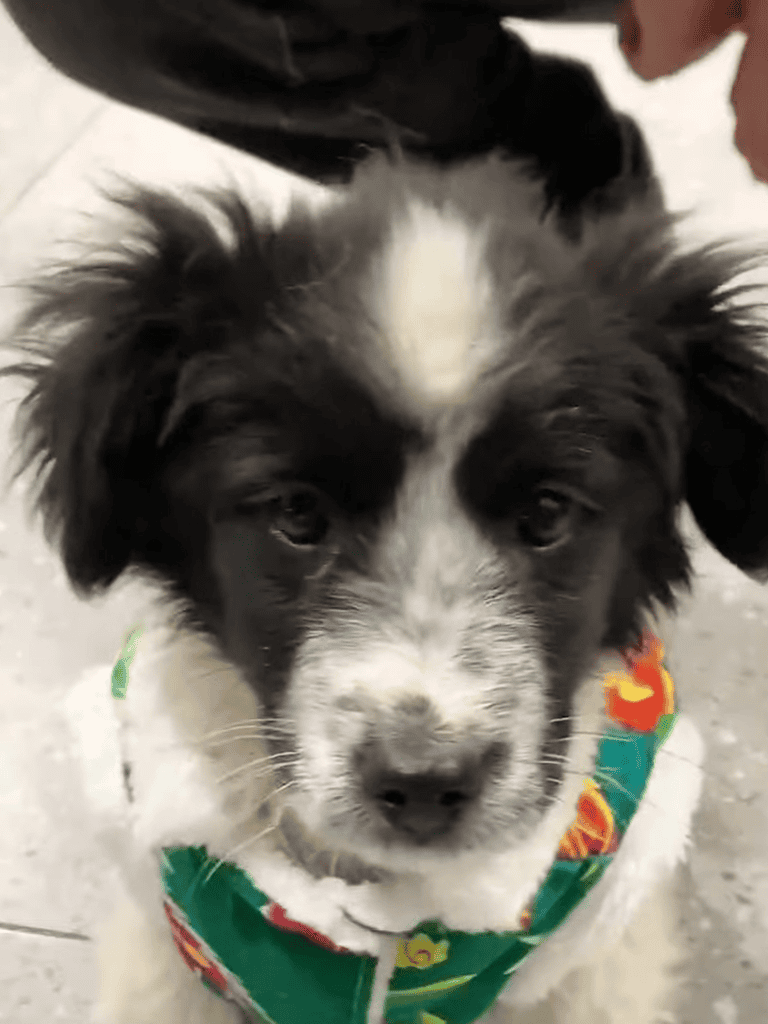 Cute black and white puppy wearing a festive bandana, perfect for dog lovers and pet care enthusiasts.