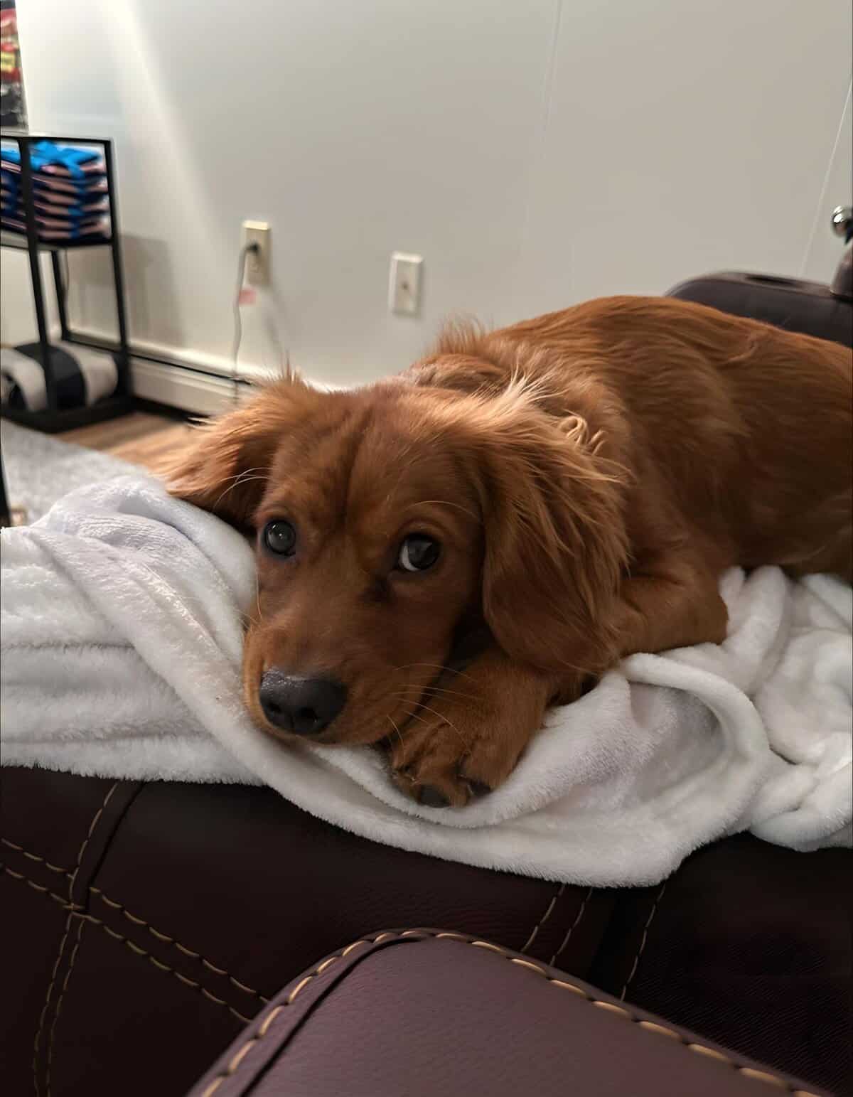 Cute golden retriever puppy resting on cozy blanket.