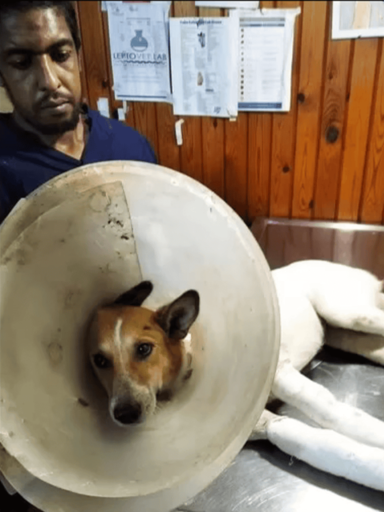 Adorable dog lying on a metal table with cone around neck, recovering after treatment.