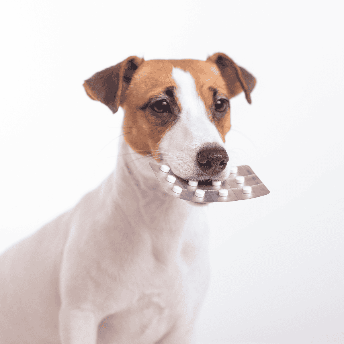 Dog with blister pack of pills in mouth, playful pet health medication.
