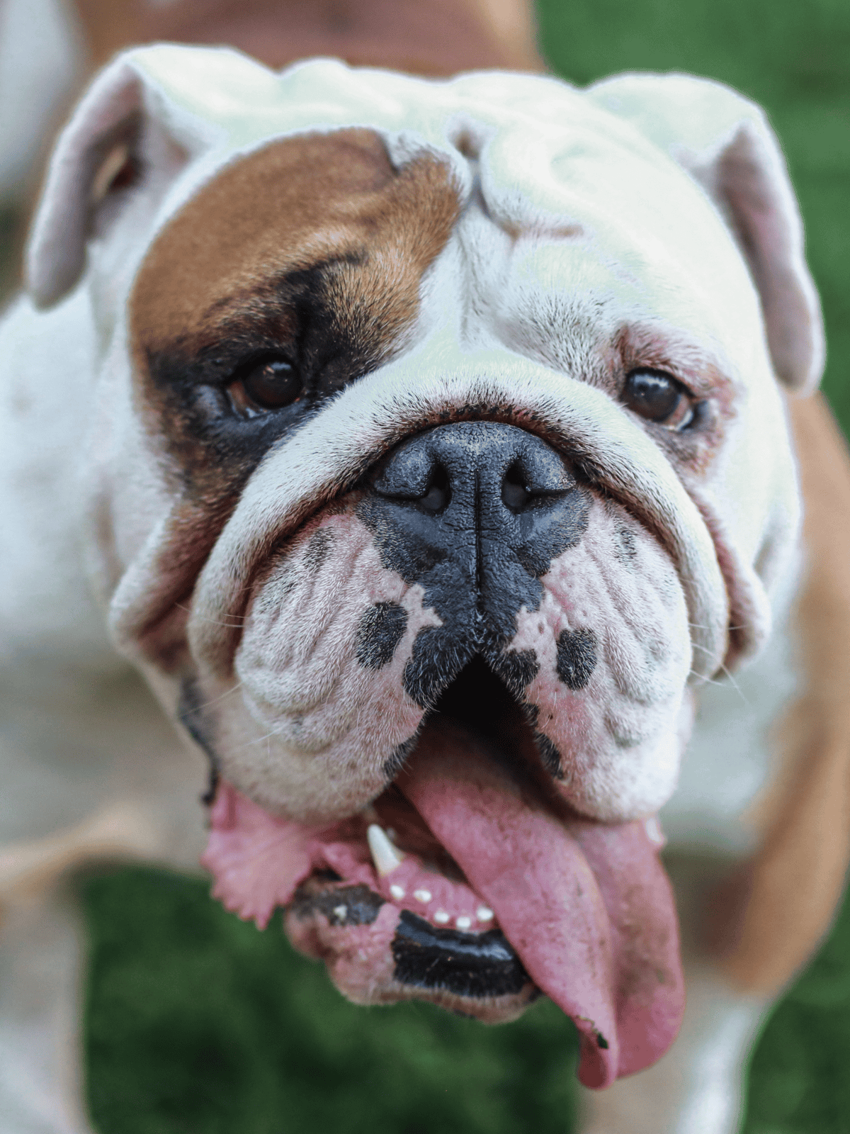 Close-up of a happy bulldog with its tongue out, showcasing its adorable face.