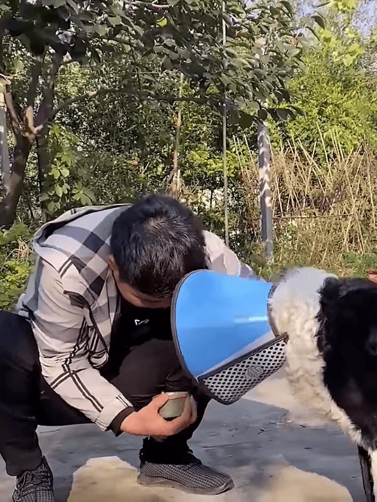 Dog training and behavior tips for dogs.