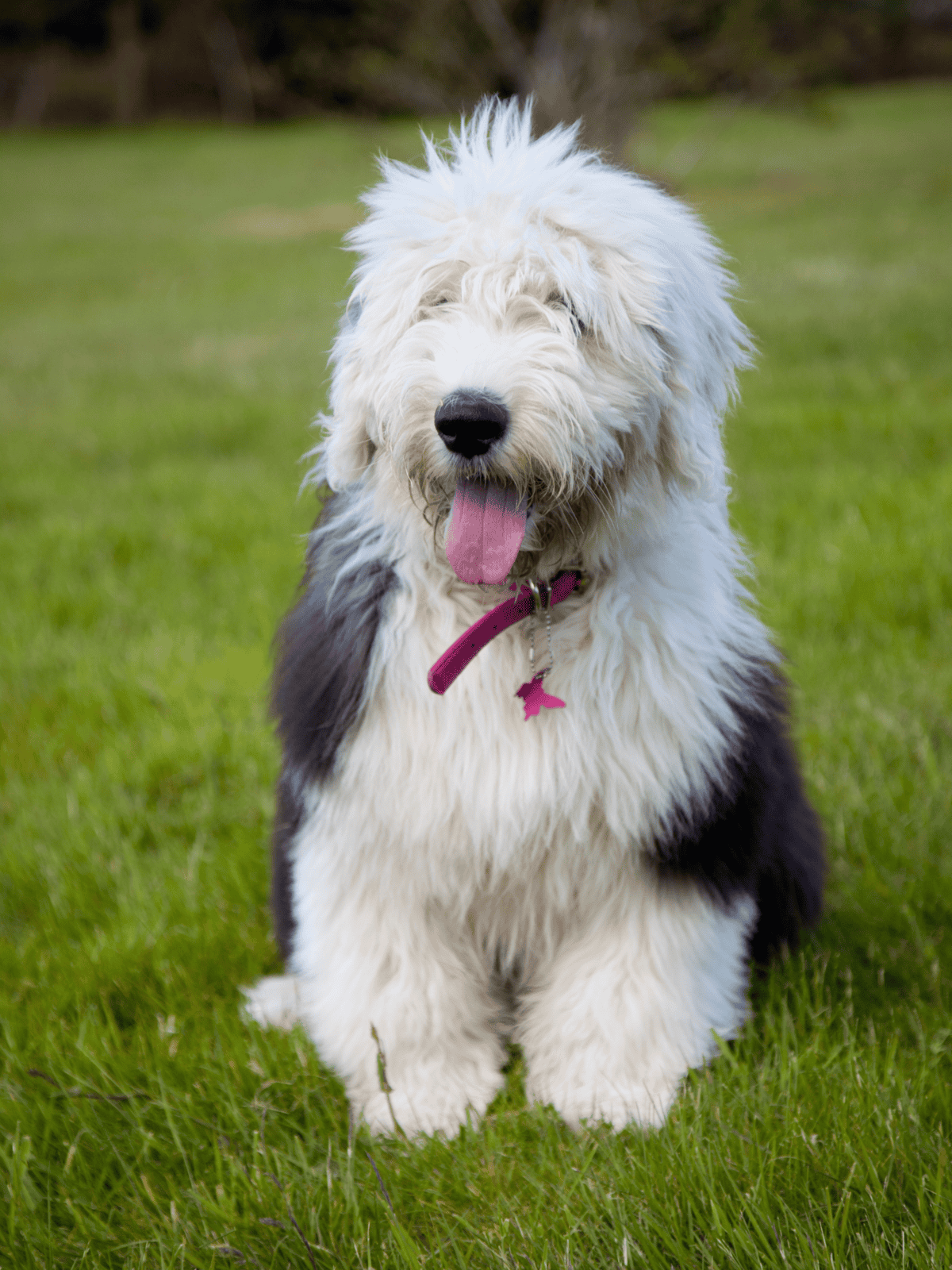 Adorable fluffy sheepdog enjoying a sunny day outdoors on green grass. Perfect for dog lovers' outdoor photography.