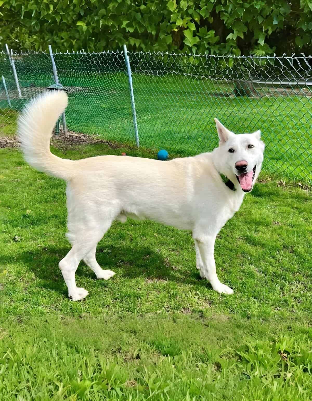 Happy white dog enjoying outdoor play in a secure yard, with a playful stance and open mouth.