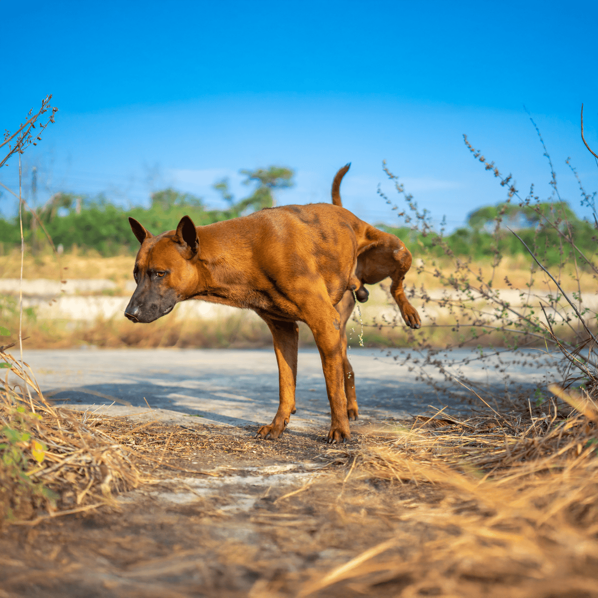 Dog drinking water in nature, outdoor scene with clear blue sky and dry grass.