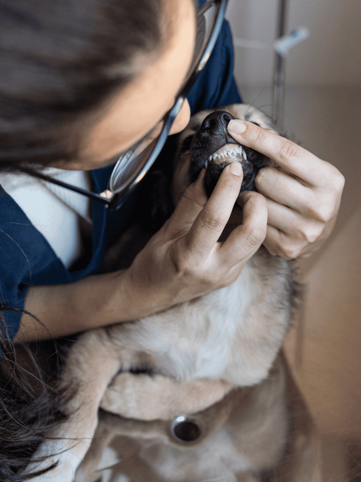Dog dental checkup, veterinarian inspecting canine teeth for dental health issues.