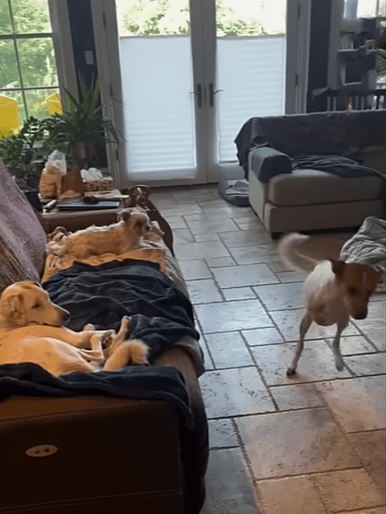 Cute dogs relaxing and playing in a cozy living room.