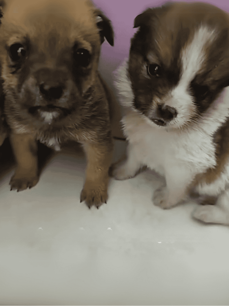 Adorable sibling puppies sitting together, showcasing puppy cuteness and charm.