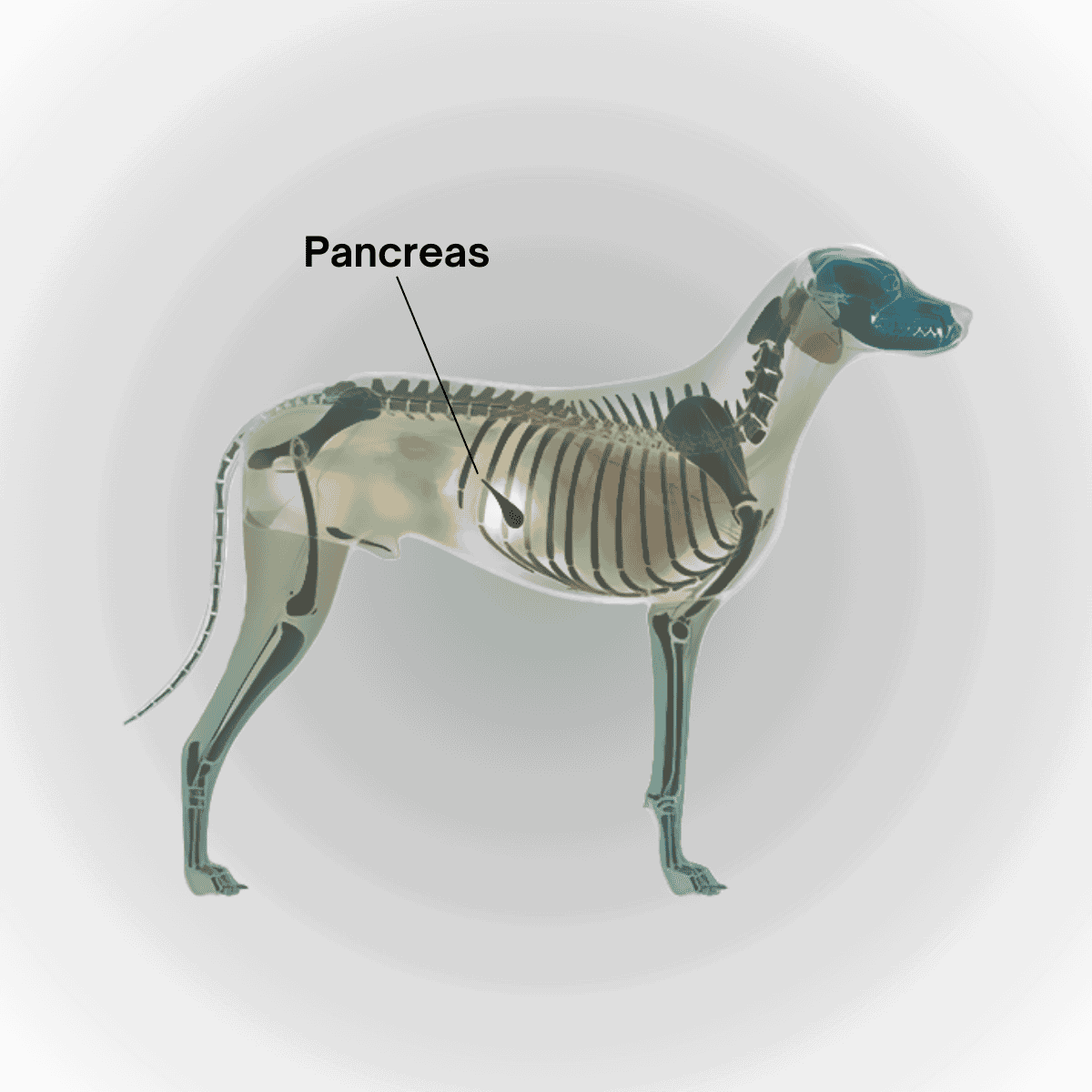 A detailed illustration of a dog's skeletal system highlighting organs, including the pancreas, for veterinary reference.