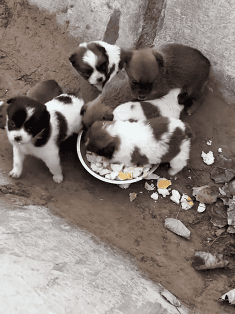 Adorable puppies eating from a bowl outside on dirt.