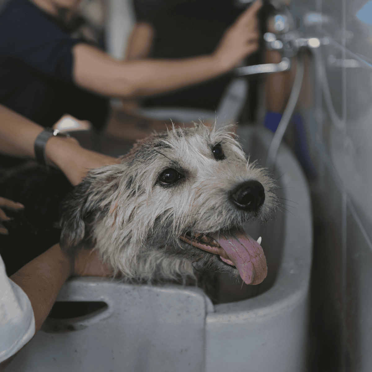 Happy dog getting a bath at a professional grooming service.