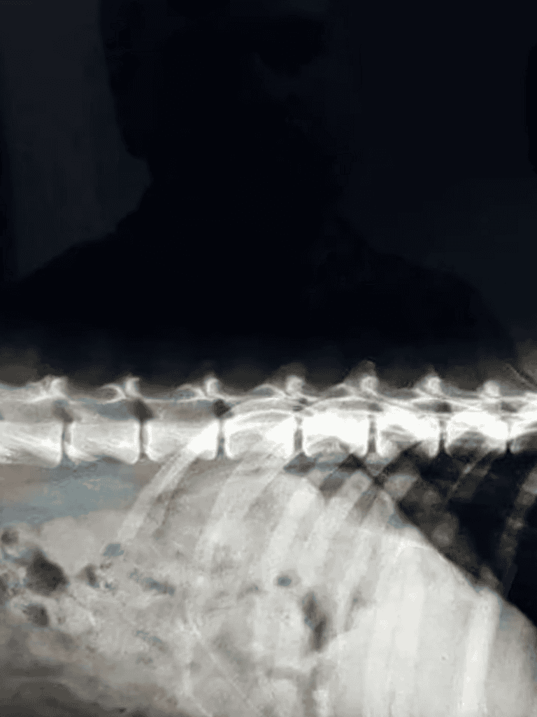 Detailed view of a dog's spine in an X-ray image.
