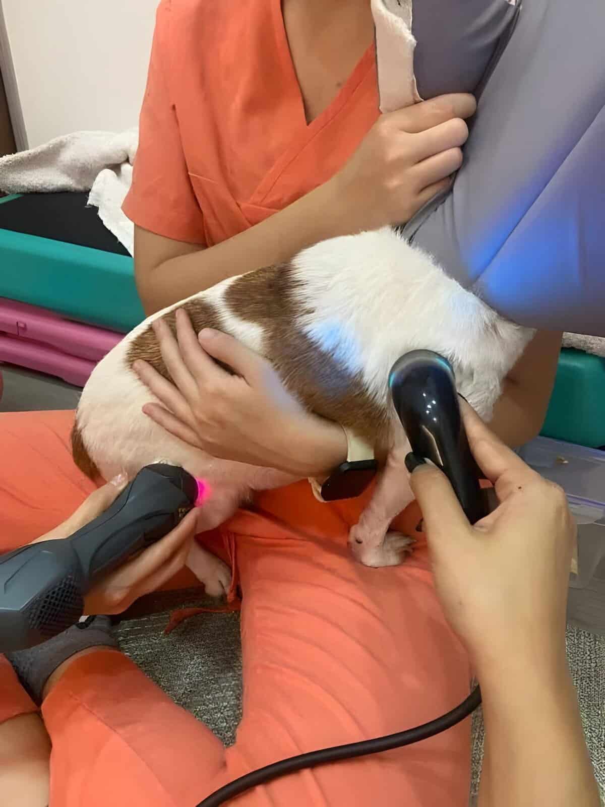 ALT: Veterinarian performing ultrasound scan on a dog in a veterinary clinic.