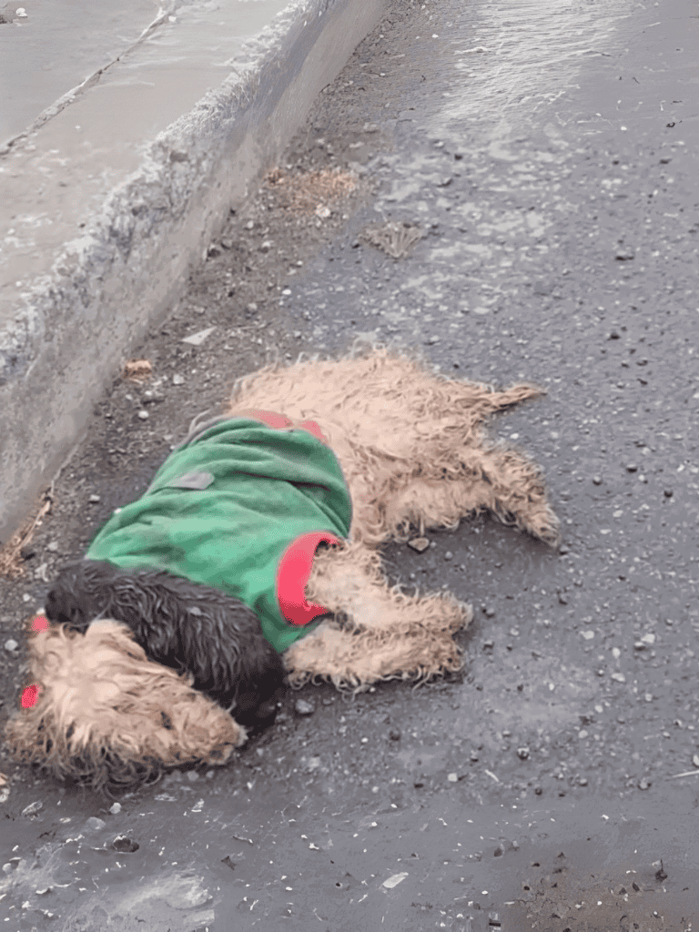 Dog lying on street pavement, appears tired and relaxed in a green hoodie.