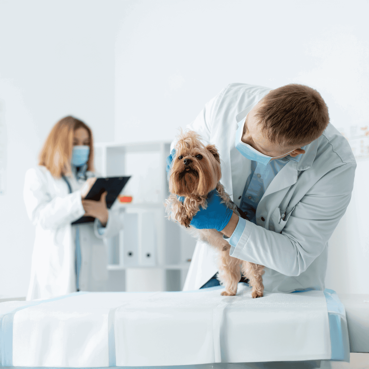 Cute small dog at the vet clinic during health examination.