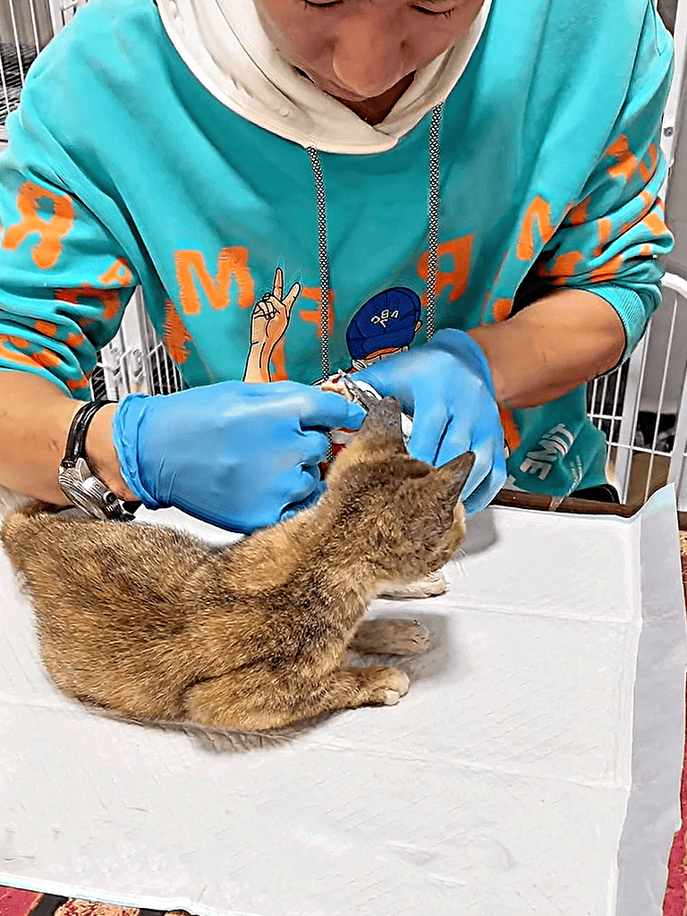 Dogfix.com veterinary services.