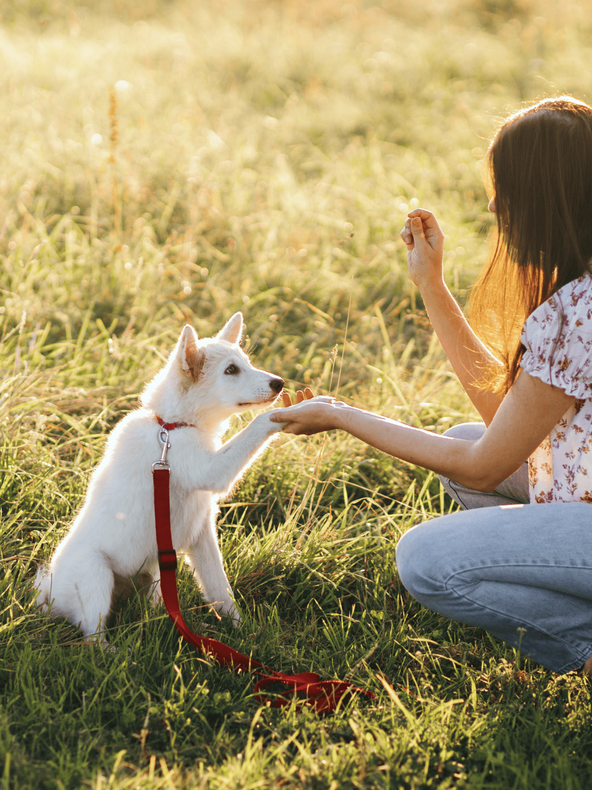 Adorable white puppy and owner playing outdoors in a sunny field for positive dog training.