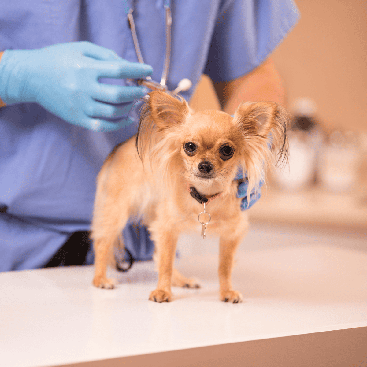 Close-up of small dog at vet clinic during vaccination or health check-up.