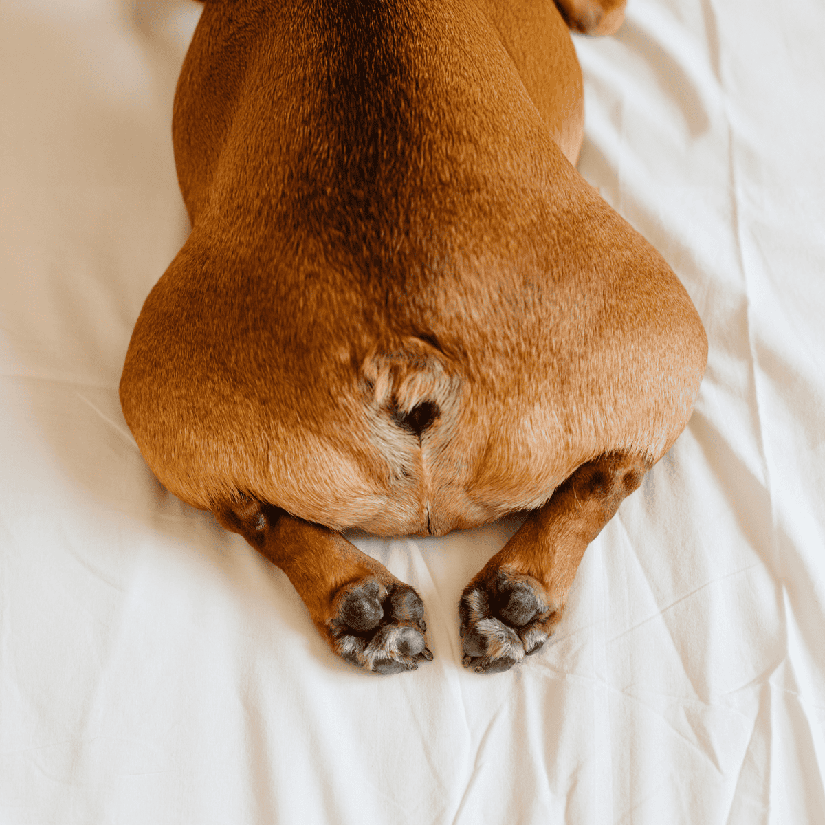 Close-up of a relaxed dog lying on a white bedsheet, showcasing its belly, paws, and smooth fur.