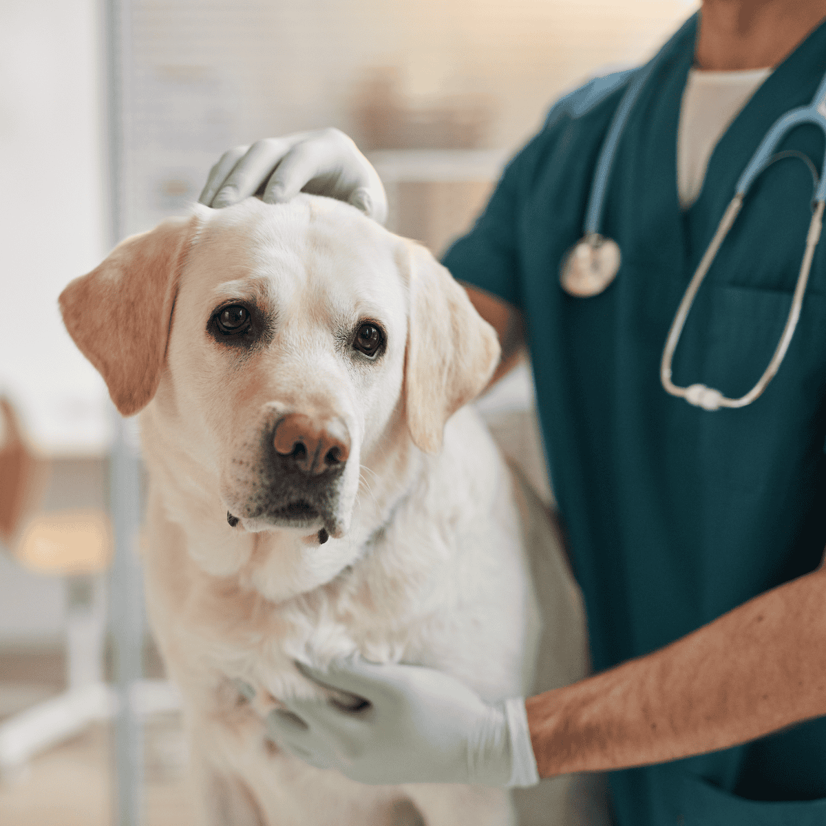 A caring veterinarian examines a dog in a veterinary clinic for health assessment and wellness care.