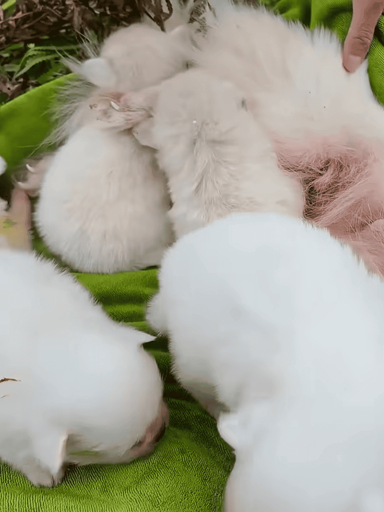 Adorable white kittens cuddling together outdoors.