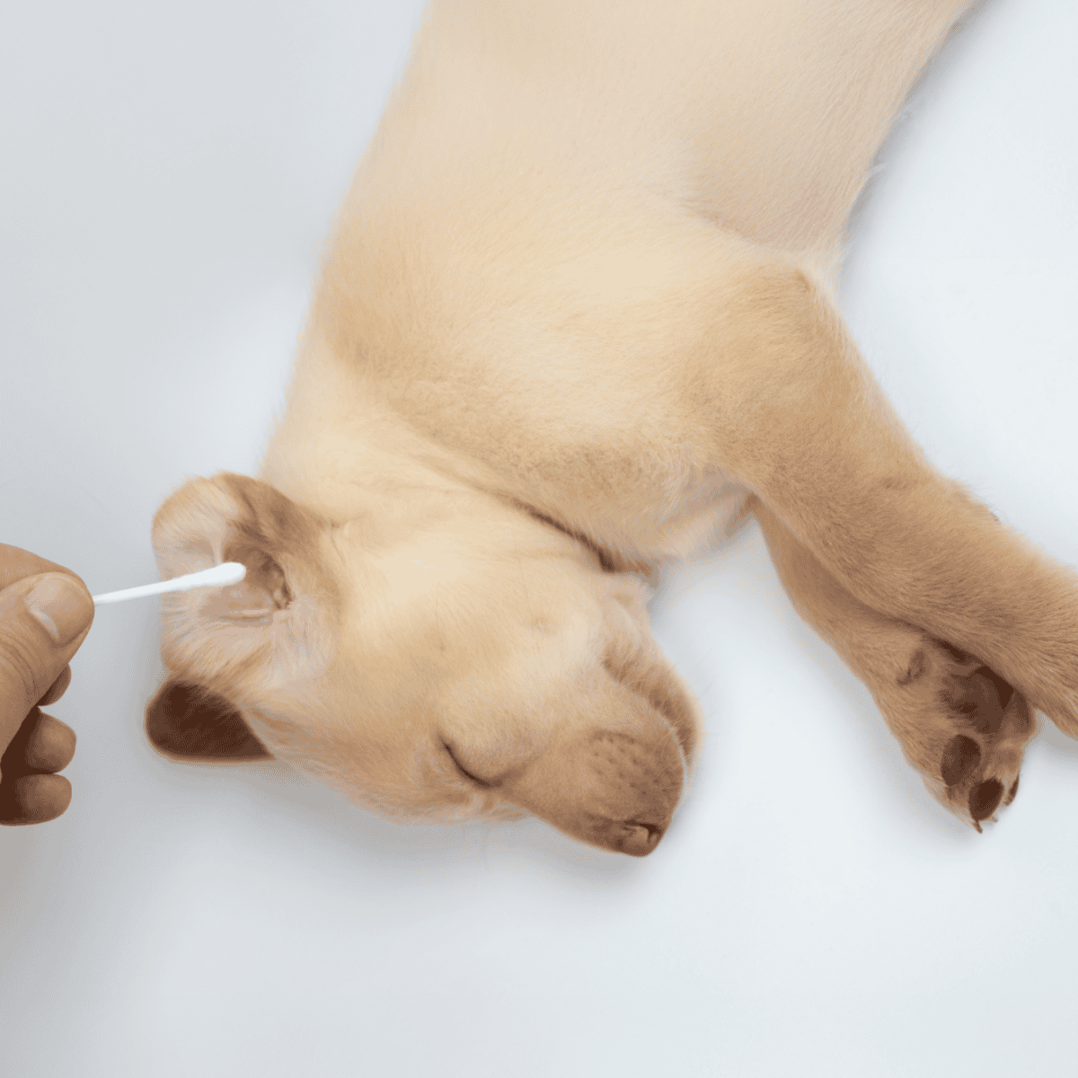 Dog receiving ear cleaning for health and comfort.