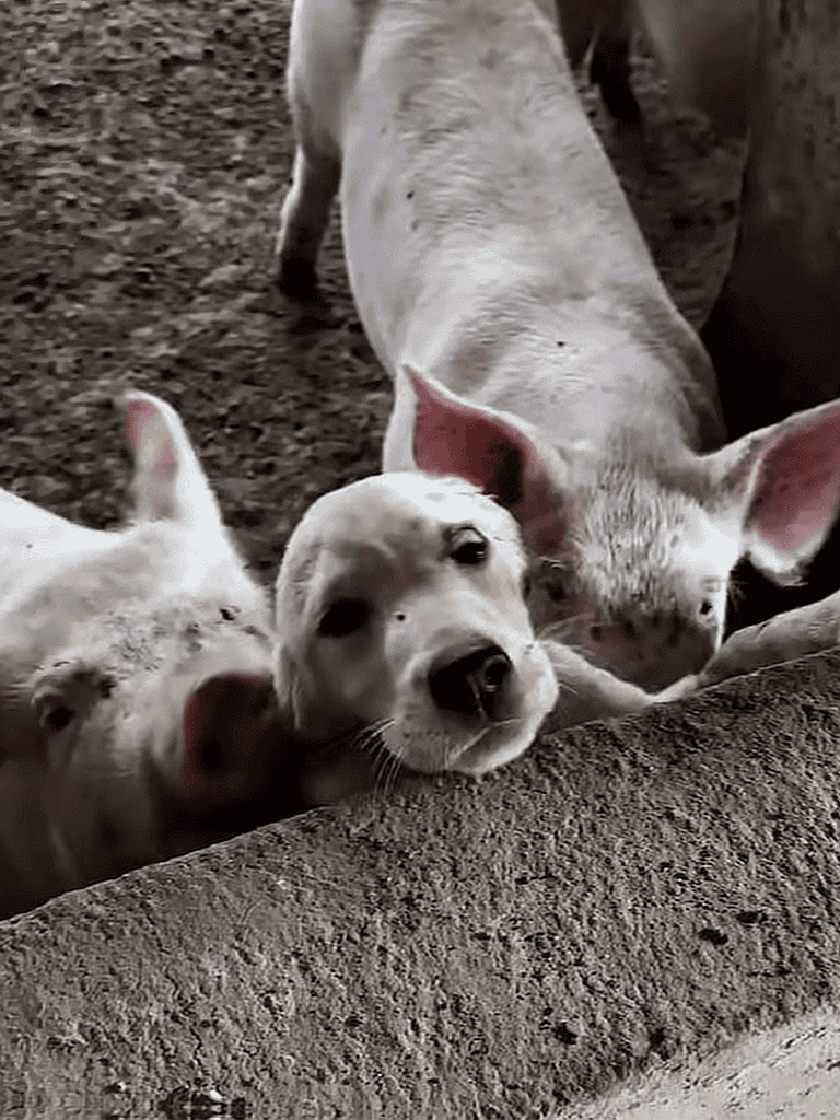 Adorable pig puppies cuddling on farm soil, highlighting livestock care and farm animal love.