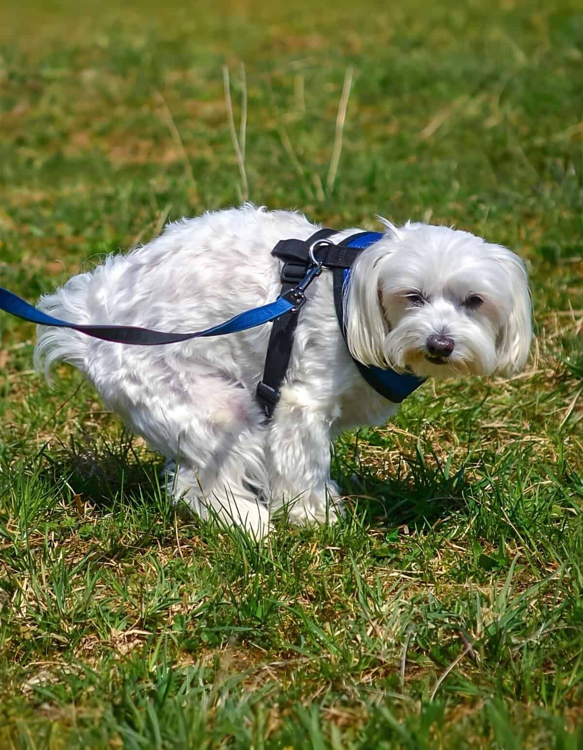 Adorable small dog wearing harness on lush green grass outdoors.