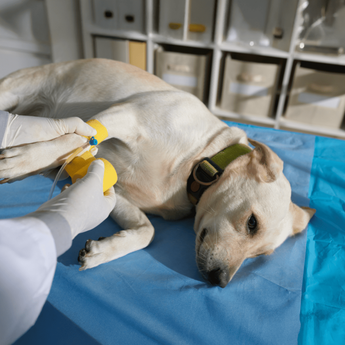 Dog receiving anesthesia for medical treatment or surgery in veterinary clinic.