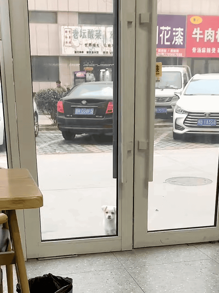 Adorable dog waiting patiently outside the glass door in a parking lot.