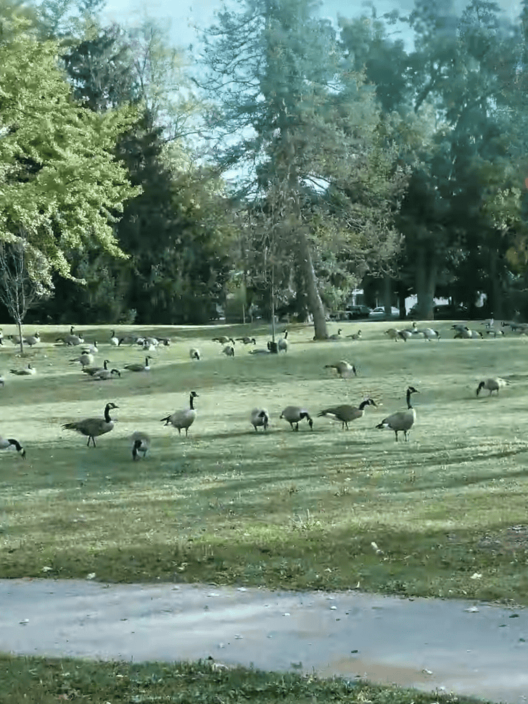 Mallard ducks resting in a park with lush greenery and tall trees in the background.