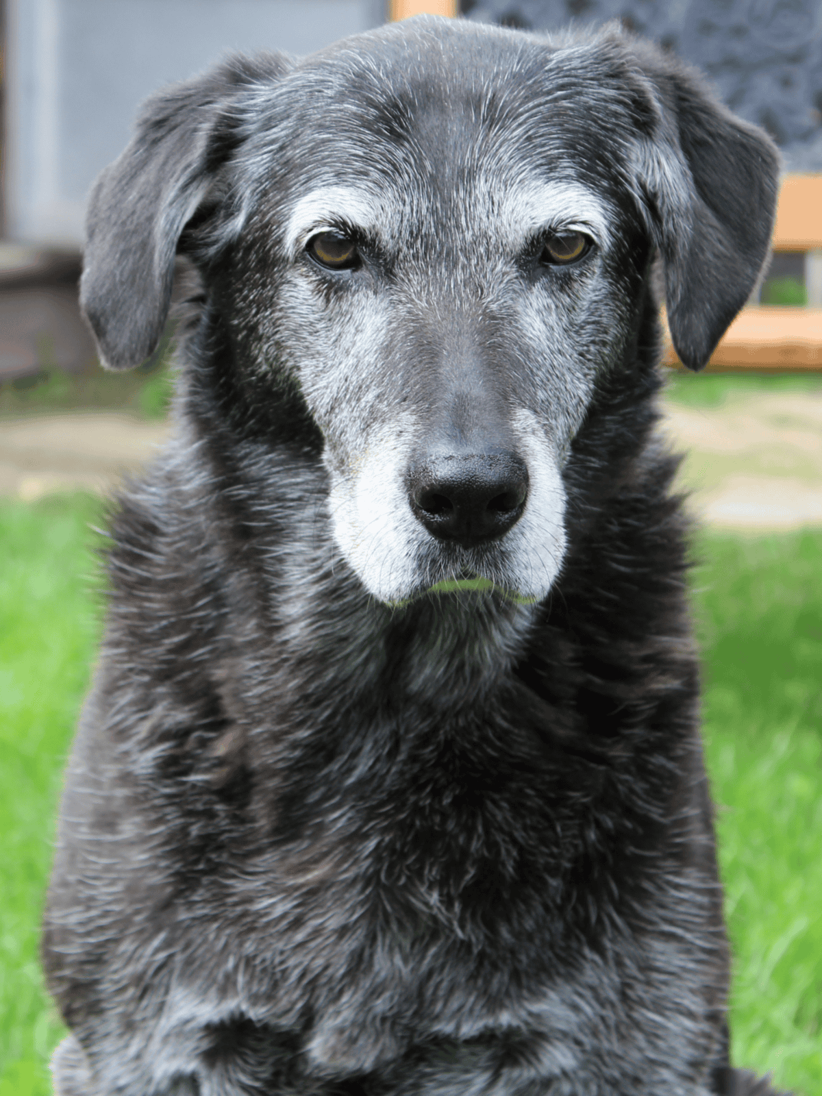 Australian Shepherd mix, blue merle coat, attentive and loyal dog.