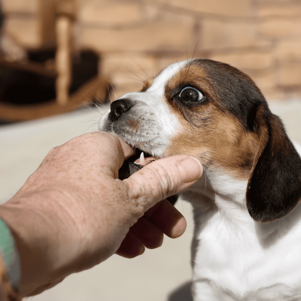 Dog grooming, puppy nail care, pet grooming services, dog wellness.