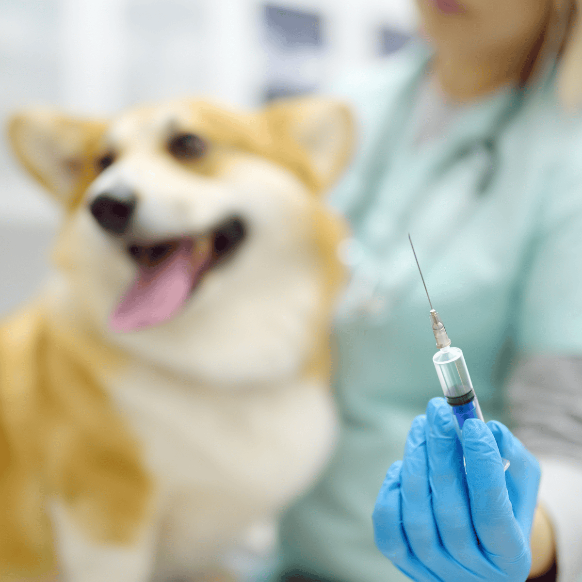 A vet administers a vaccine shot to a happy, healthy dog during a routine check-up.