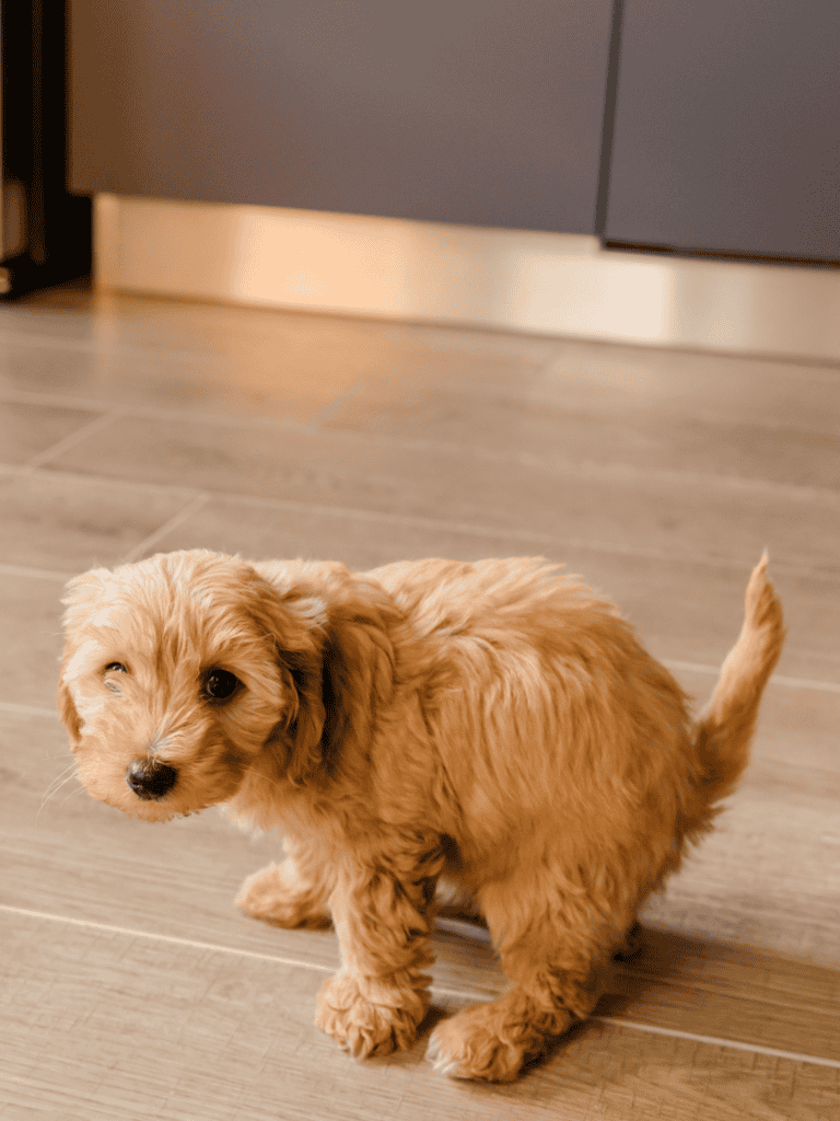 Cute golden puppy sitting on indoor wooden flooring, looking at camera, in a cozy home setting.