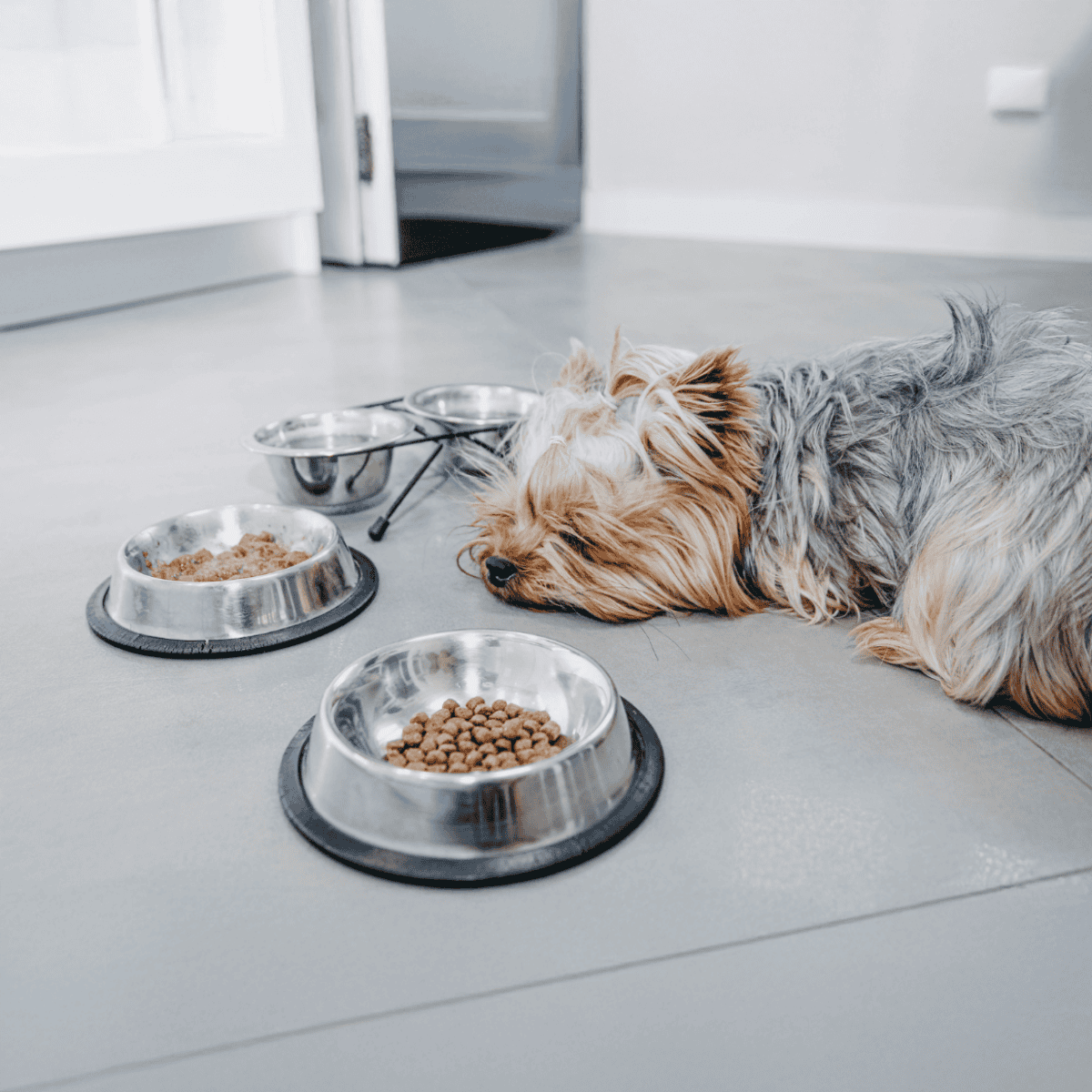 Dog eating from stainless steel bowls on a clean floor, resting after meal.