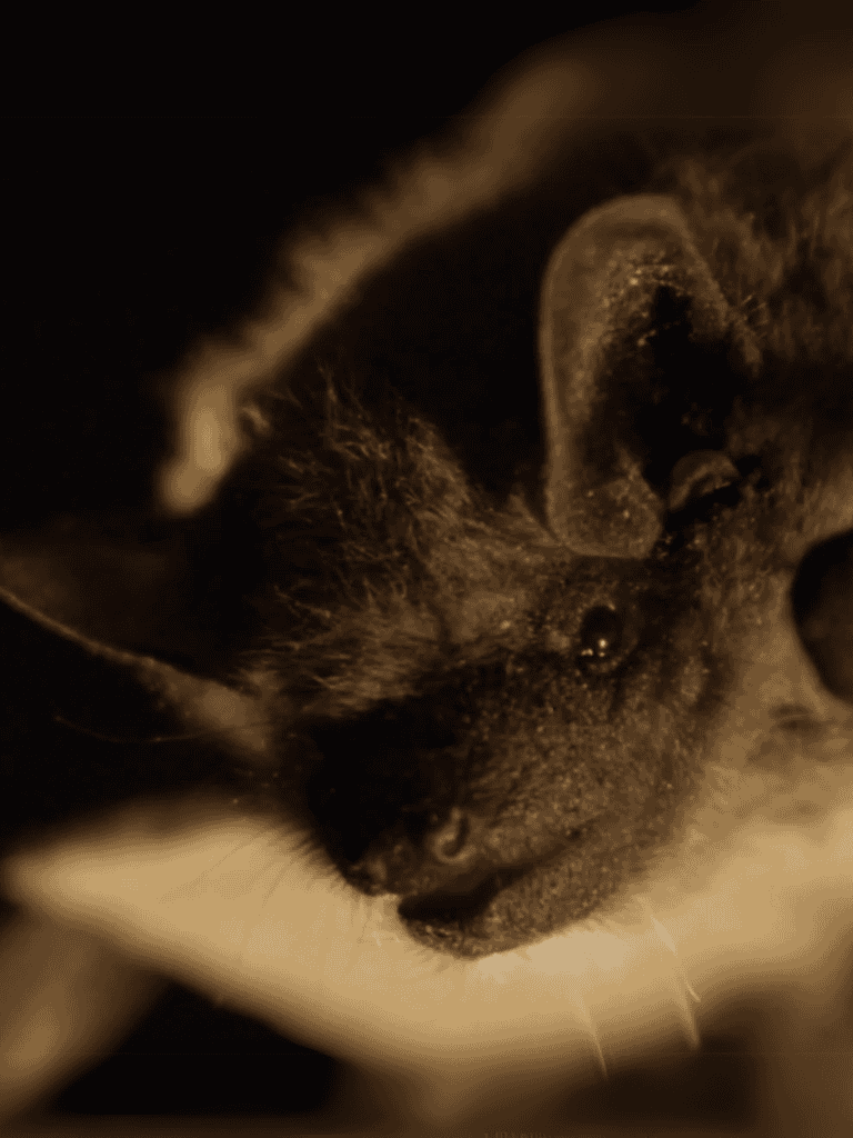 Close-up of a sleeping dog, highlighting peacefulness and comfort.