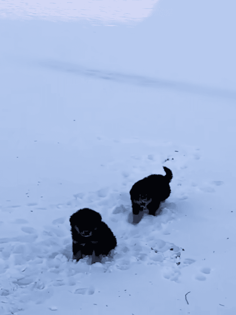 Adorable black puppies playing in the snow, enjoying outdoor winter fun and cold weather activities.