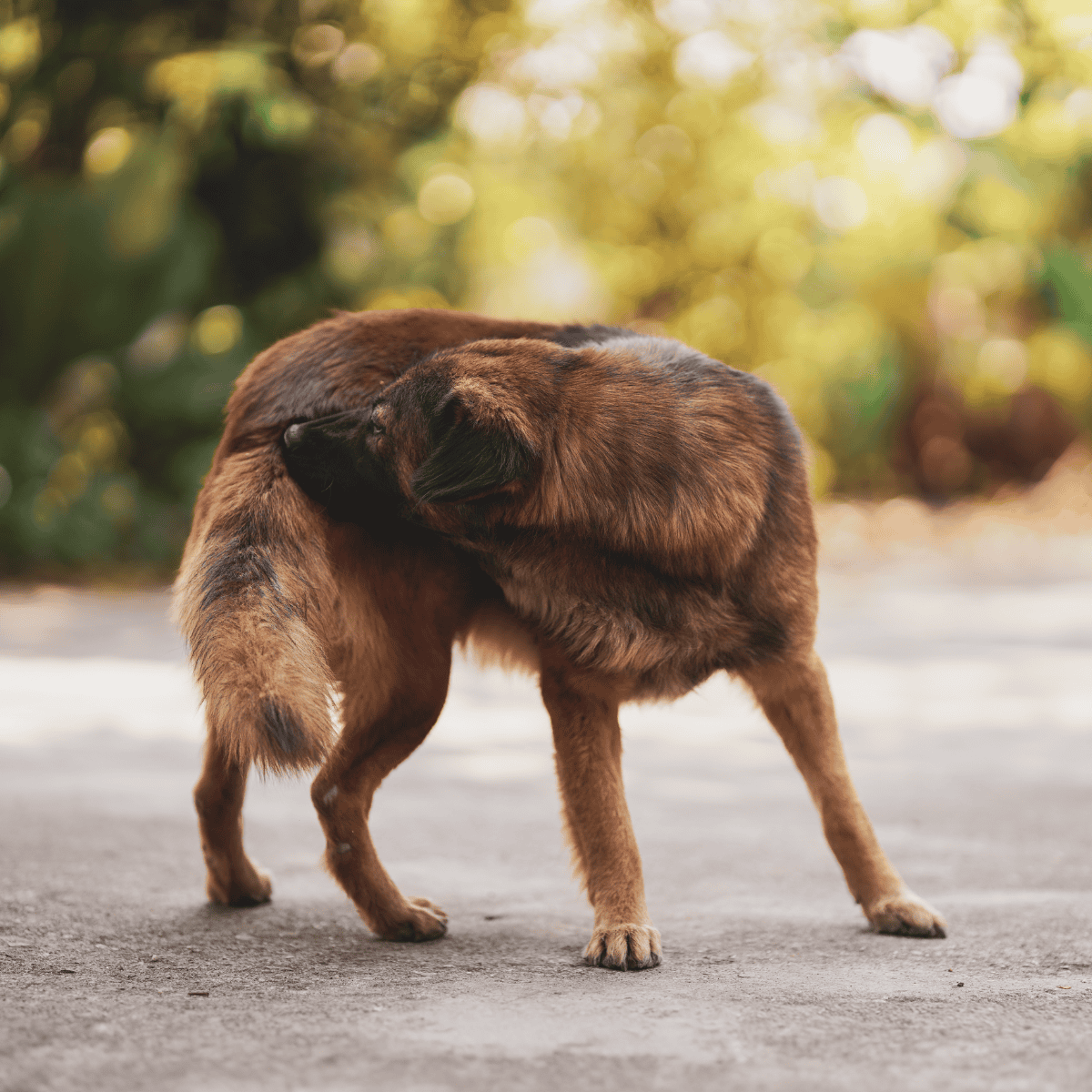 Close-up of two dogs showing affection, warm outdoor setting with blurred background.