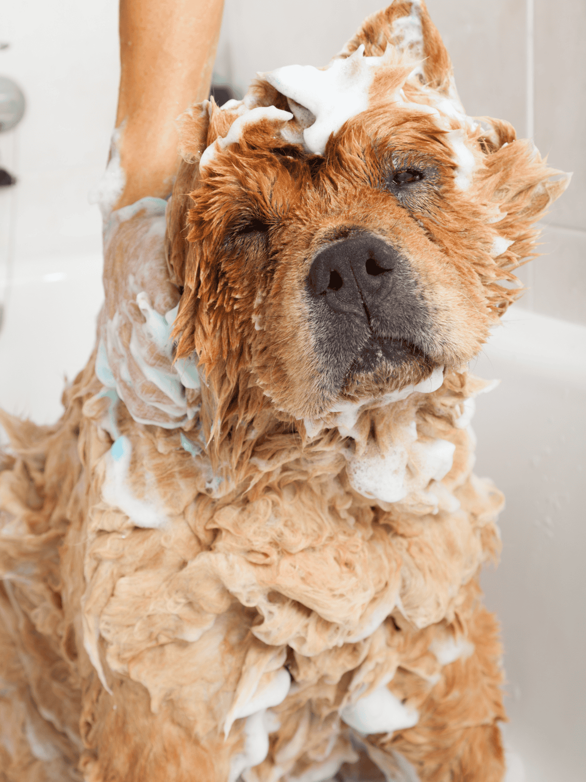 Dog being bathed with soap suds and bubbles.