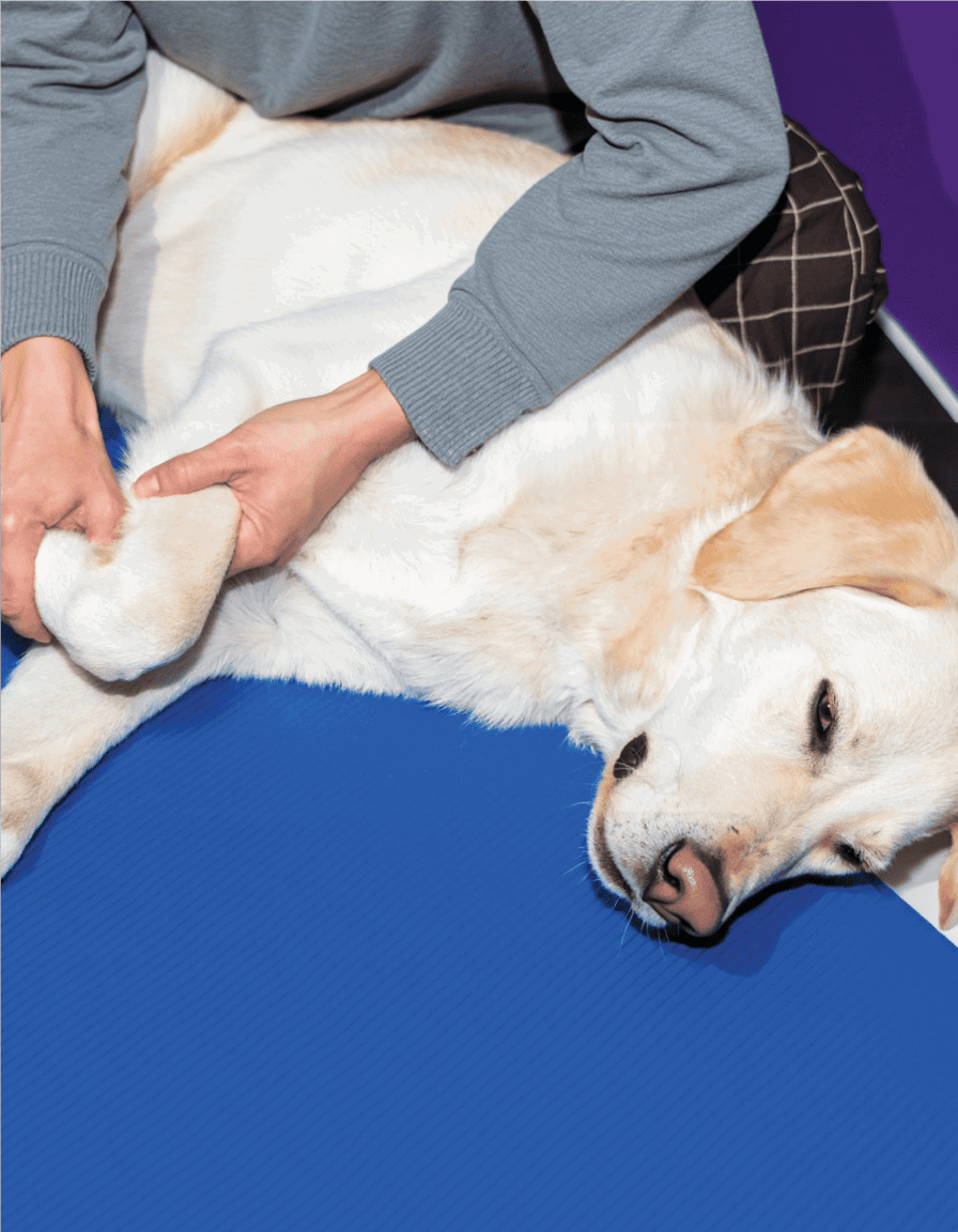 Dog receiving professional pet therapy and massage for comfort and wellness.