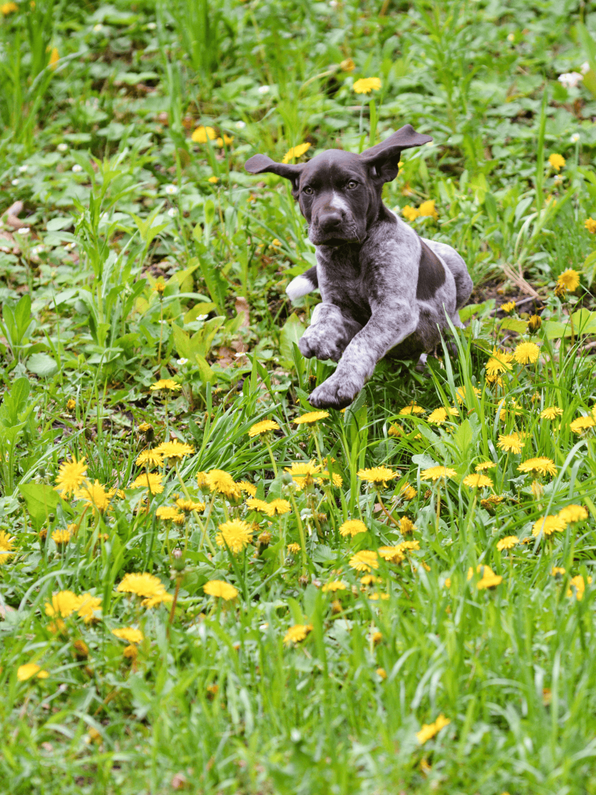 Adorable puppy jumping through a lush green field with yellow dandelions, full of energy and joy.