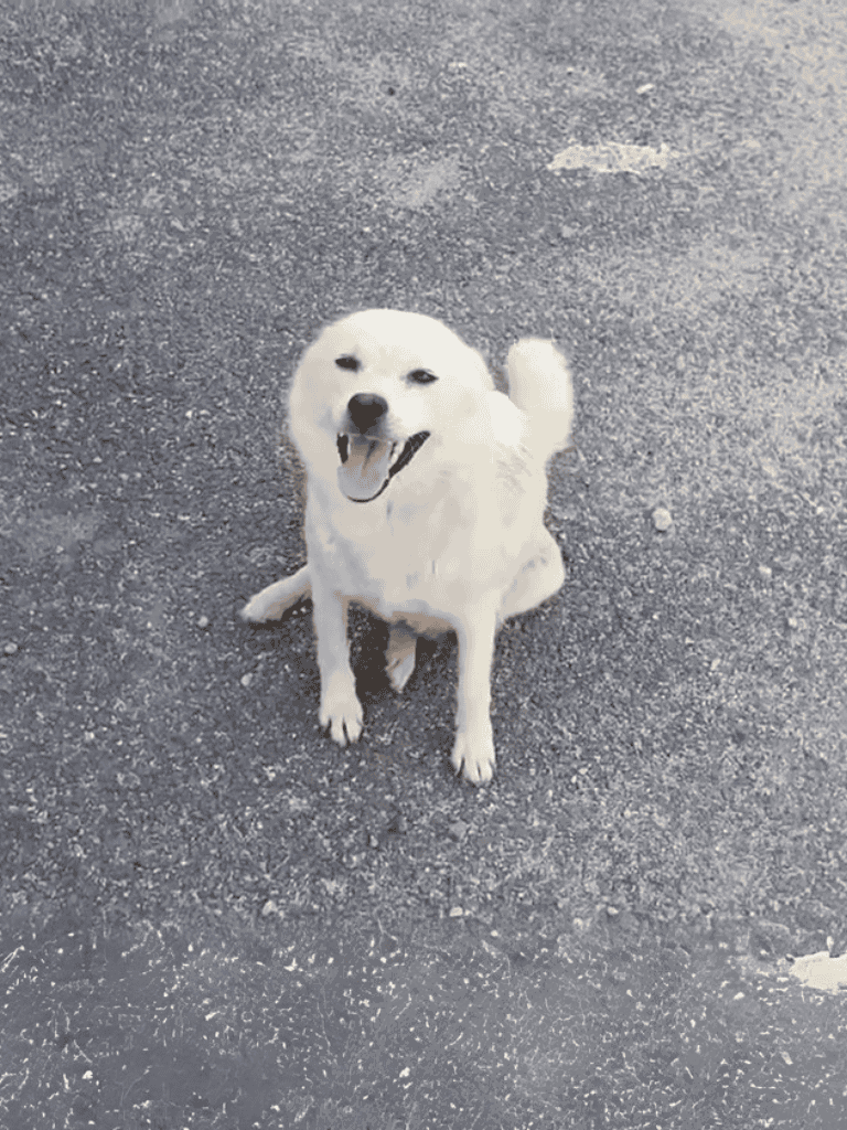 Dog on pavement, cheerful and happy, showing friendly temperament.