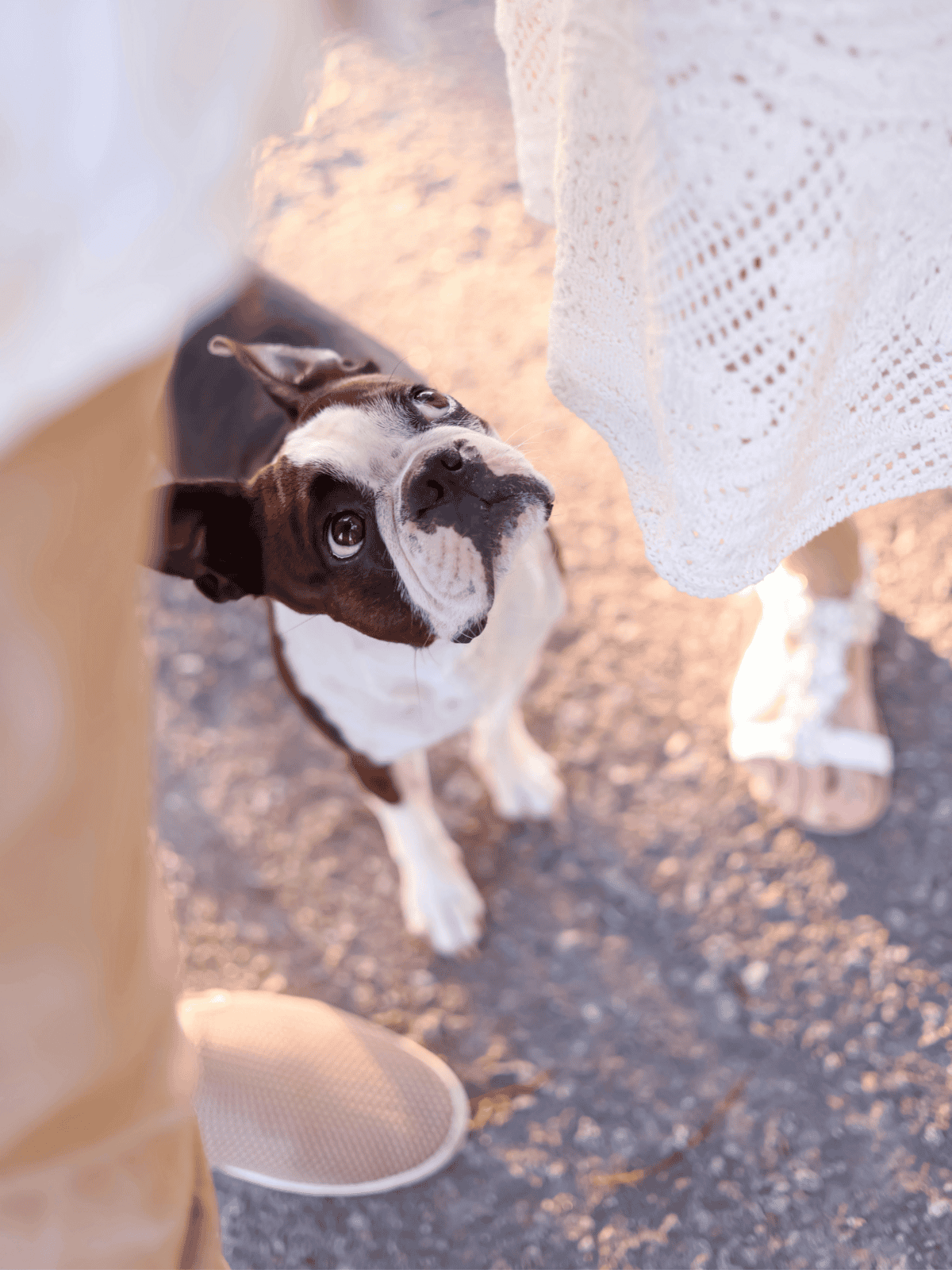 Cute puppy outdoors, playing on pavement with soft sunlight and white clothing nearby.
